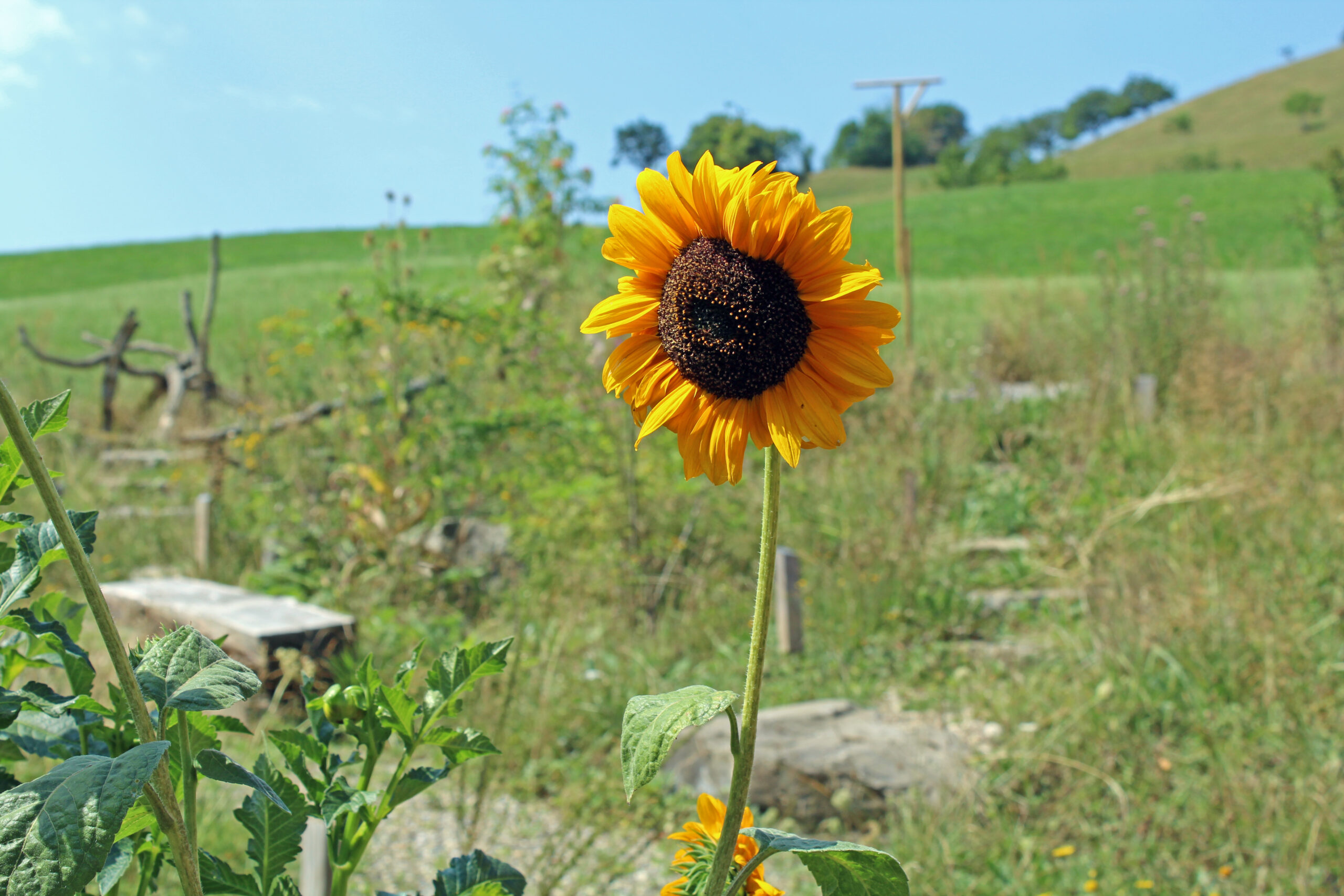 biodiversitaetsgarten3